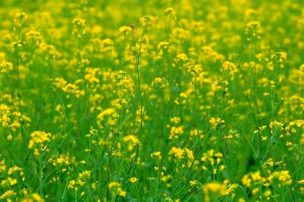 我国生物科技行业定价策略适应国际标准，重点关注创新与合作